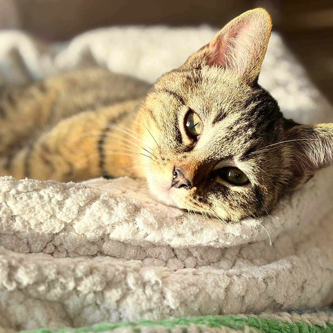 Deums a rejoint le concours — aidez-le/la à gagner de superbes lots ! bed, blanket, cat, closeup, cozy, ears, eyes, feline, fur, indoor, kitten, nap, pet, portrait, relaxed, resting, soft_texture, sunlight, tabby_cat, whiskers
