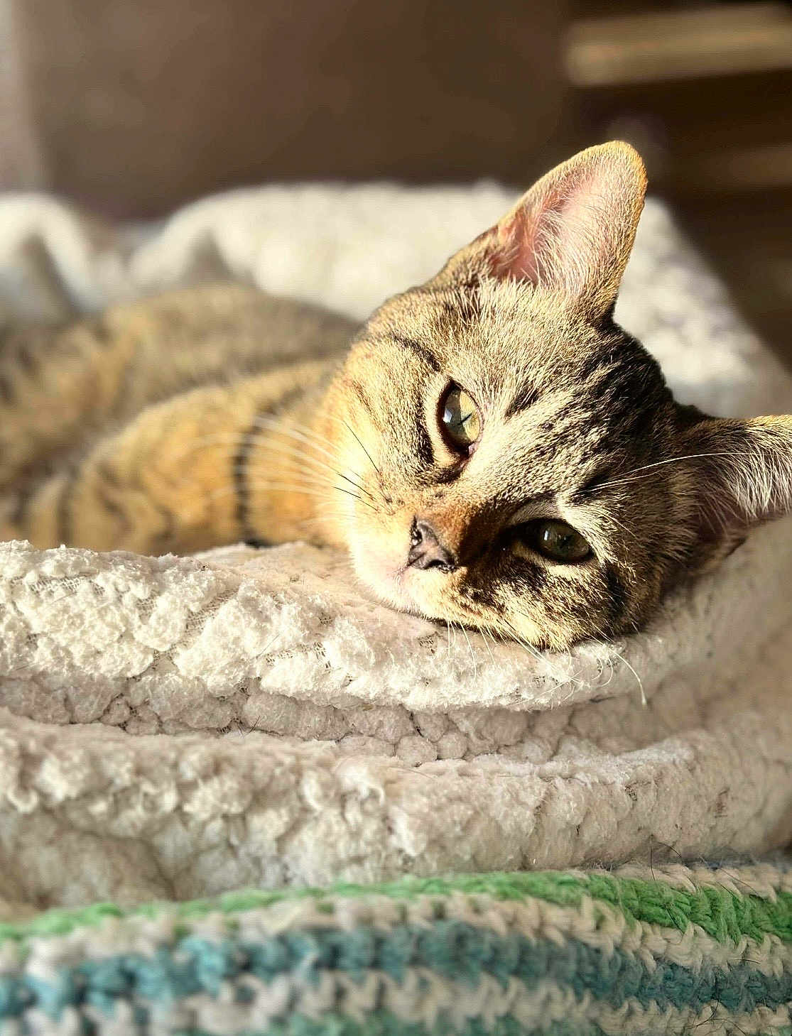 Deums a rejoint le concours — aidez-le/la à gagner de superbes lots ! cat, tabby_cat, pet, feline, kitten, closeup, portrait, blanket, bed, cozy, resting, whiskers, ears, eyes, sunlight, indoor, soft_texture, fur, relaxed, nap