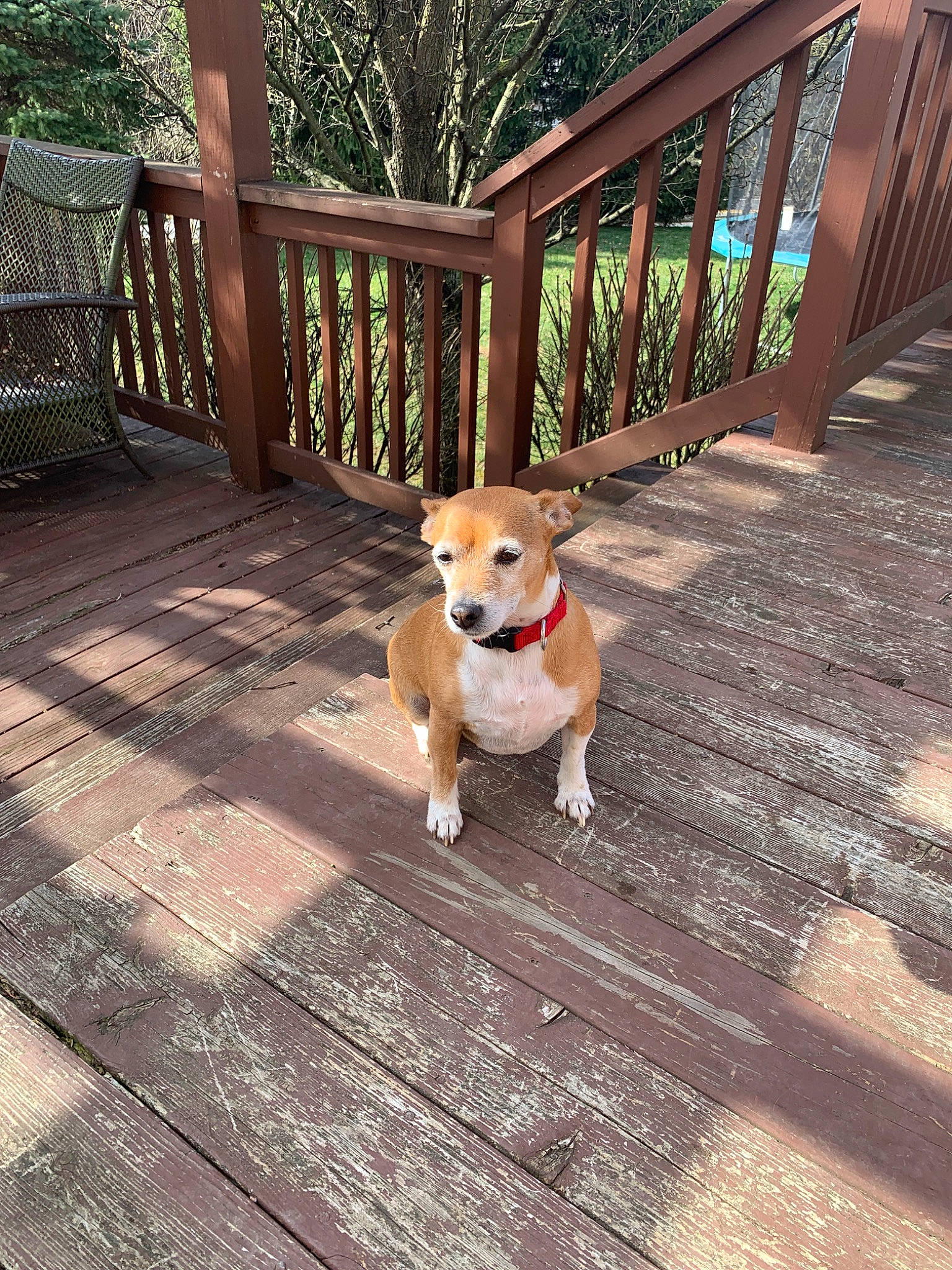 Fiddle is registered to the contest to win money with this photo: canidae, cardigan_welsh_corgi, carnivore, carolina_dog, companion_dog, corgi_chihuahua, dog, dog_breed, fawn, feist, house, mammal, pembroke_welsh_corgi, plummer_terrier, puppy, sidewalk, vertebrate, welsh_corgi, wood