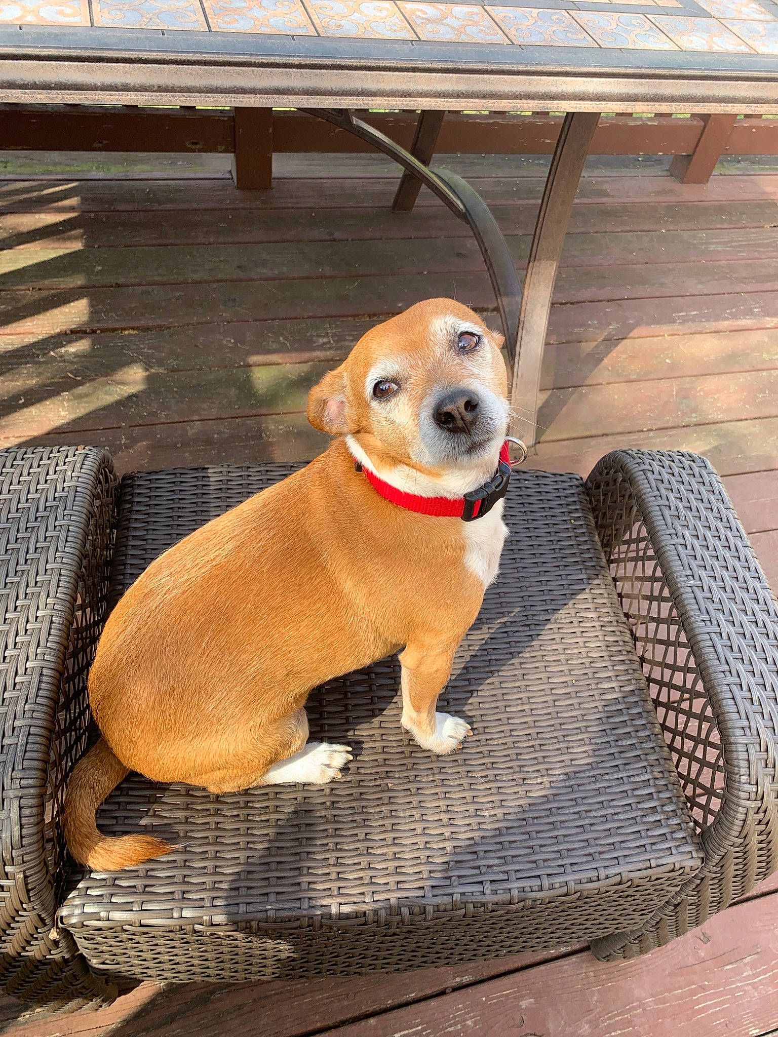 Fiddle joined the competition — help win amazing prizes! animal_shelter, canidae, carnivore, companion_dog, dog, dog_breed, fawn, mammal, puppy, snout, sporting_group, vertebrate