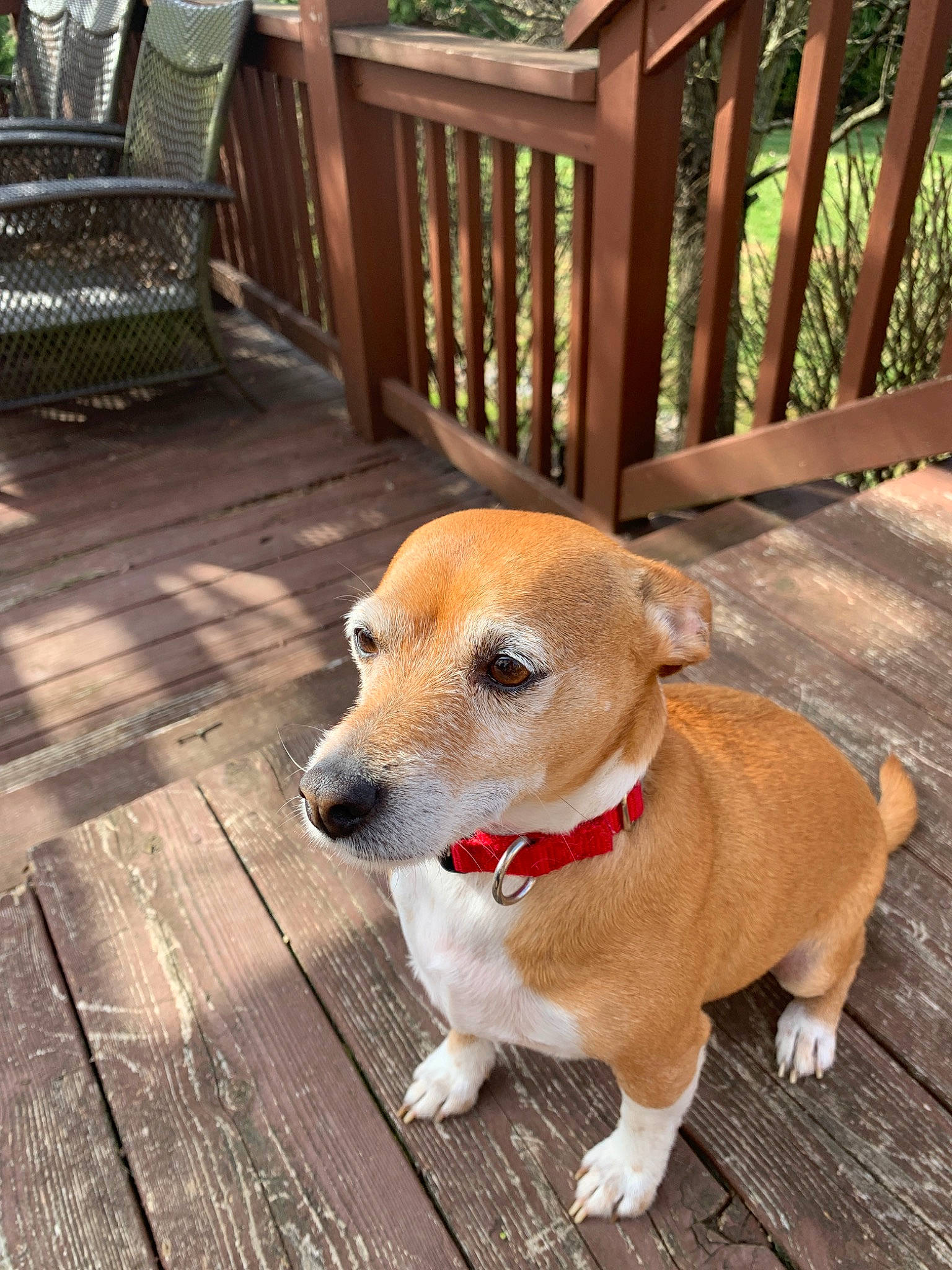 Fiddle is registered to the contest to win money with this photo: canidae, cardigan_welsh_corgi, carnivore, carolina_dog, collar, companion_dog, corgi_chihuahua, dog, dog_breed, fawn, feist, mammal, paw, pembroke_welsh_corgi, potcake_dog, puppy, snout, street_dog, welsh_corgi