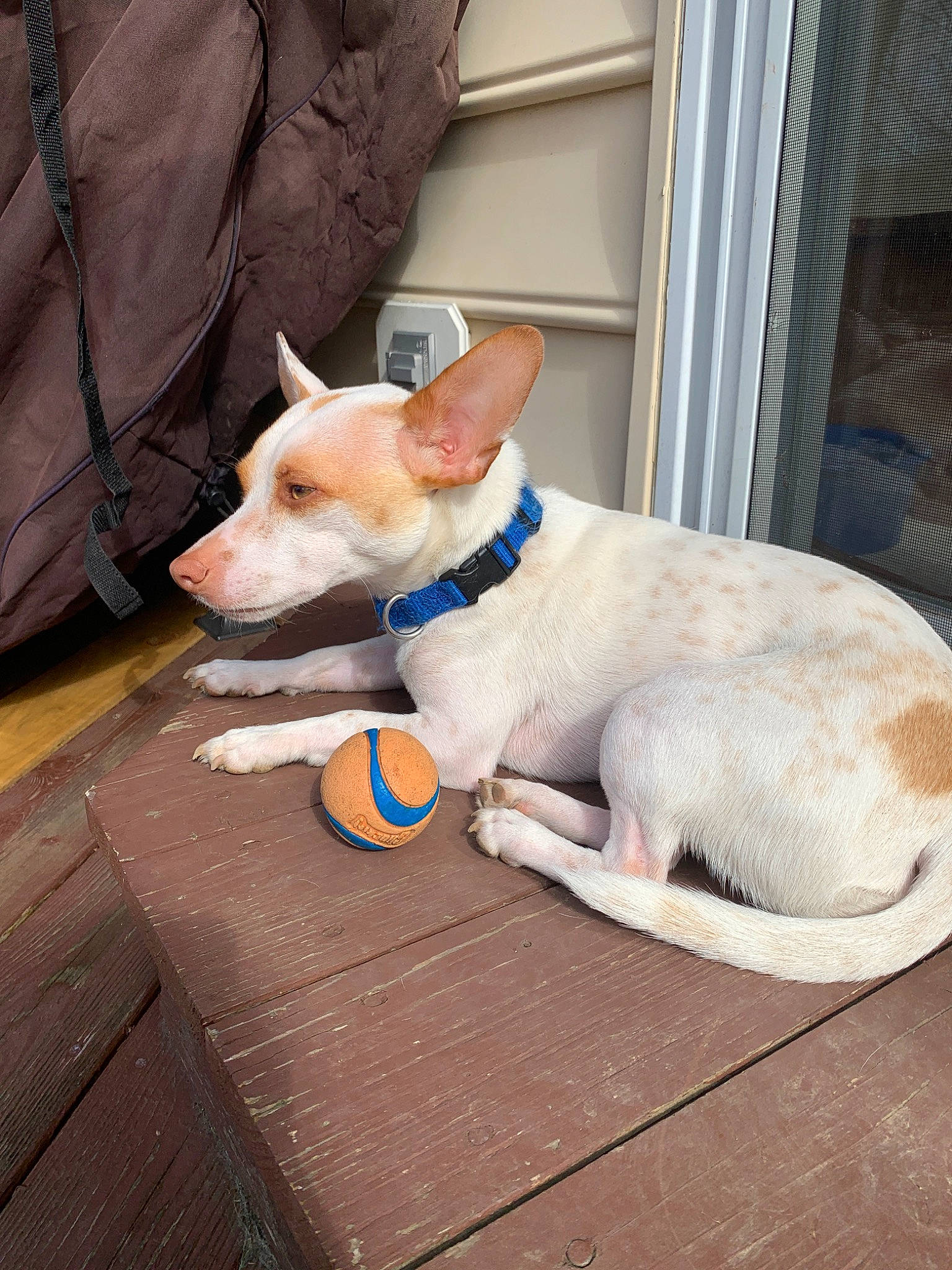 Louie is registered to the contest to win money with this photo: canidae, carnivore, collar, companion_dog, dog, dog_breed, dog_collar, ear, fawn, feist, ibizan_hound, mammal, puppy, rat_terrier, snout, tail, teddy_roosevelt_terrier, vertebrate