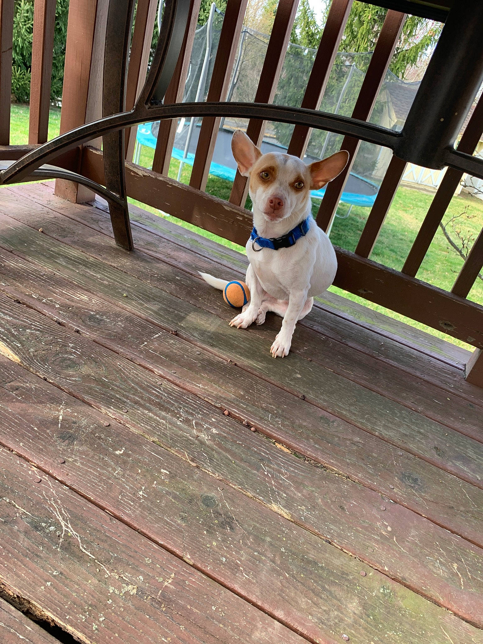 Louie joined the competition — help win amazing prizes! canidae, carnivore, chihuahua, companion_dog, dog, dog_breed, fawn, feist, floor, mammal, pembroke_welsh_corgi, puppy, rat_terrier, sidewalk, snapshot, table, tail, toy_dog, toy_fox_terrier, wood