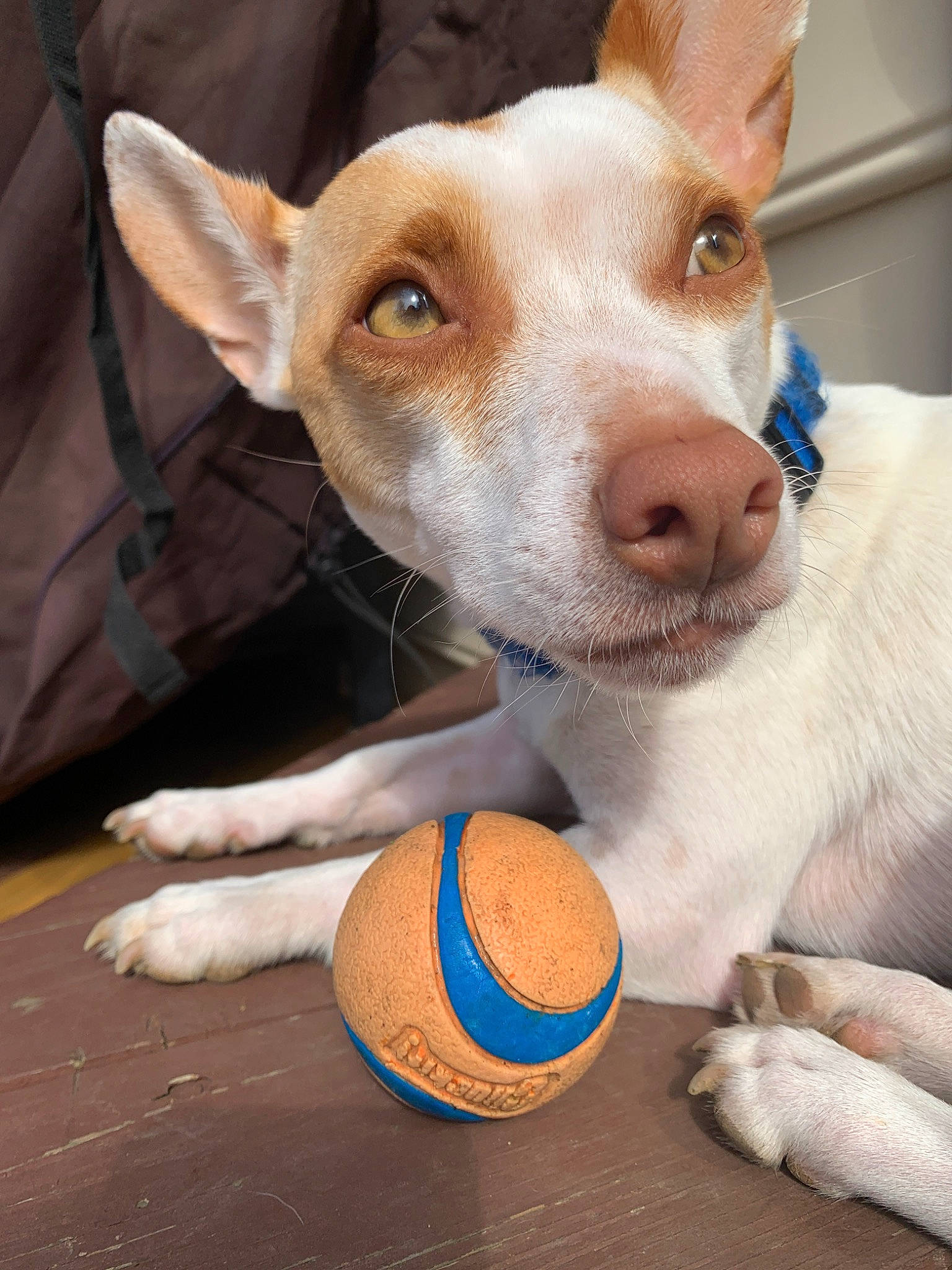 Louie is registered to the contest to win money with this photo: ball, canidae, carnivore, dog, dog_breed, dog_toy, fawn, feist, hunting_dog, ibizan_hound, mammal, miniature_fox_terrier, puppy, rare_breed_dog, rat_terrier, snout, teddy_roosevelt_terrier, tennis_ball, tenterfield_terrier, vertebrate