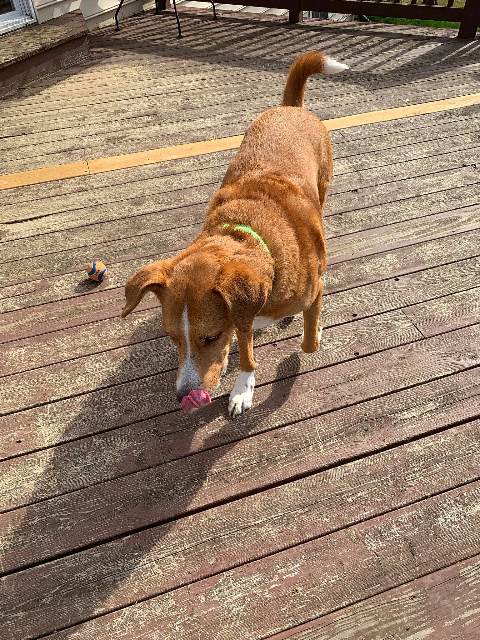 Charlie is registered to the contest to win money with this photo: canidae, carnivore, companion_dog, dog, dog_breed, fawn, leash, retriever, snout, sporting_group, street_dog, tail, wood