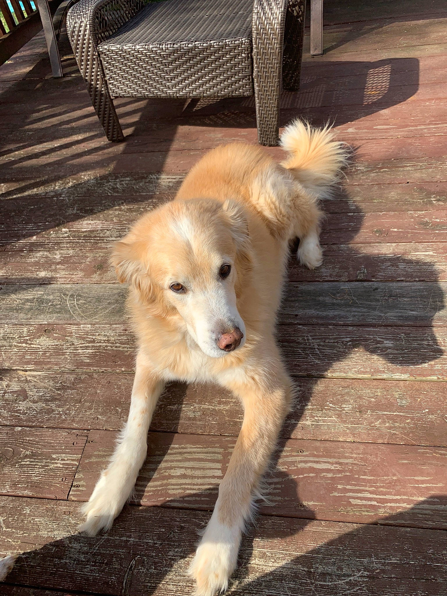 Jackson joined the competition — help win amazing prizes! canidae, carnivore, companion_dog, dog, dog_breed, fawn, longhaired_whippet, mammal, rare_breed_dog, silken_windhound, sporting_group, street_dog, tail, vertebrate