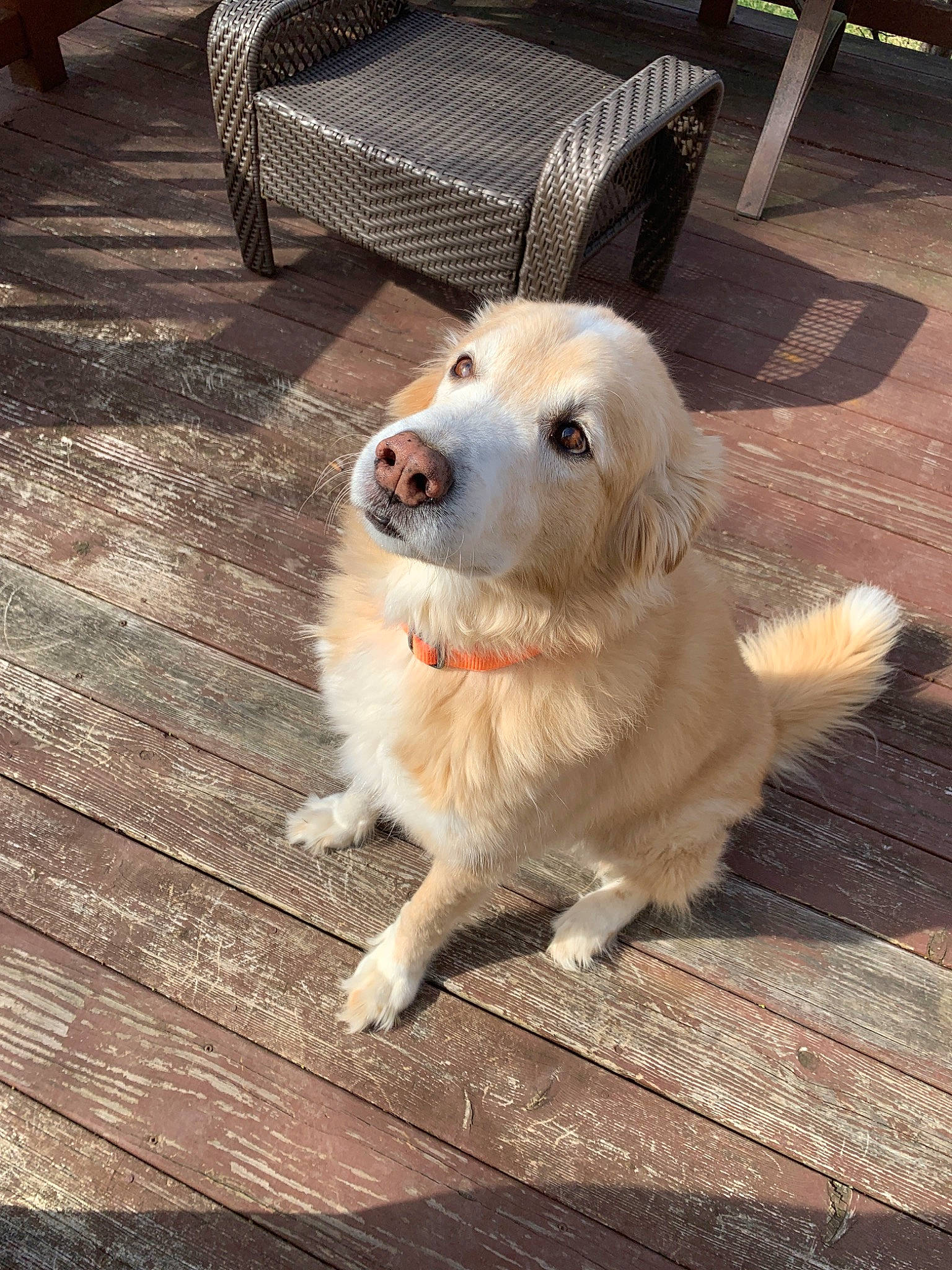 Jackson is registered to the contest to win money with this photo: akbash_dog, canidae, carnivore, companion_dog, dog, dog_breed, golden_retriever, great_pyrenees, kintamani, livestock_guardian_dog, mammal, maremma_sheepdog, polish_tatra_sheepdog, rare_breed_dog, retriever, slovak_cuvac, small_greek_domestic_dog, snout, sporting_group, vertebrate