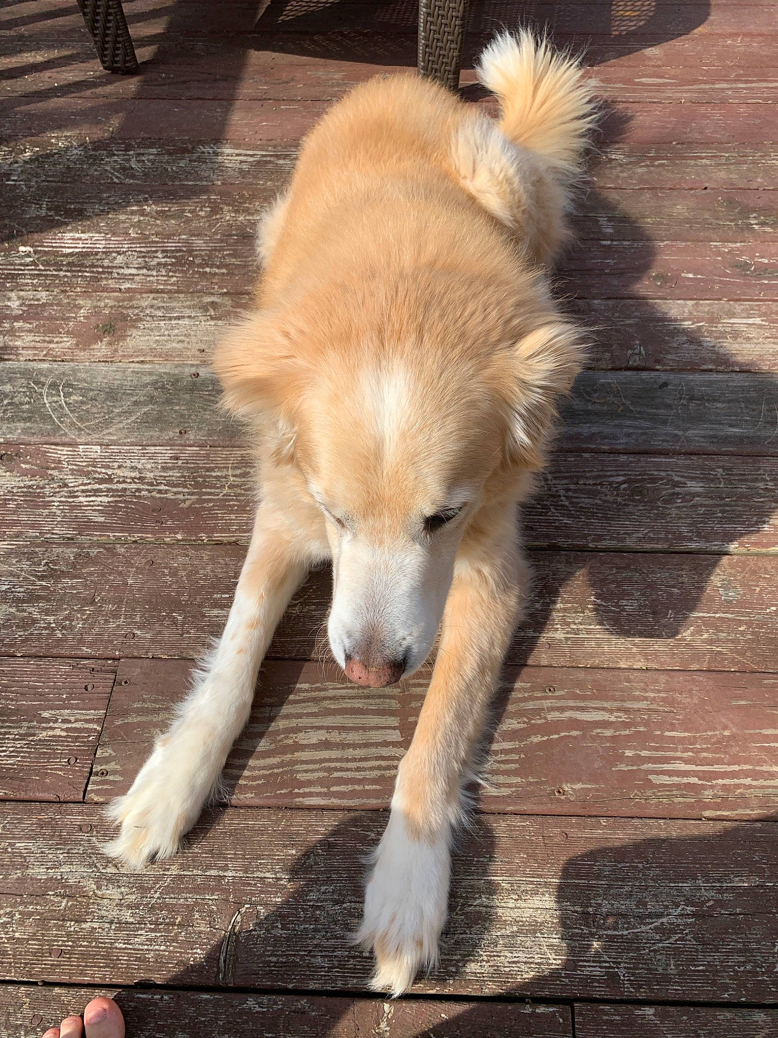 Jackson is registered to the contest to win money with this photo: canidae, carnivore, companion_dog, dog, dog_breed, fawn, kintamani, mammal, small_greek_domestic_dog, sporting_group, street_dog, tail, vertebrate