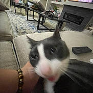 Destiny Tule joined the competition — help win amazing prizes! cat, blur, close_up, black_and_white, couch, living_room, television, coffee_table, chair, hand, carpet, remote_control, bracelet, indoor, pet, furniture, motion_blur, animal, whiskers, face