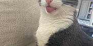 Destiny Tule is registered to the contest to win money with this photo: cat, tuxedo_cat, pet, indoor, couch, furniture, tongue_out, winking, whiskers, fur, cute, animal, domestic_cat, relaxed, house, living_room, closeup, playful, mammal, sitting