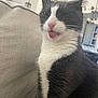 cat, tuxedo_cat, pet, indoor, couch, furniture, tongue_out, winking, whiskers, fur, cute, animal, domestic_cat, relaxed, house, living_room, closeup, playful, mammal, sitting