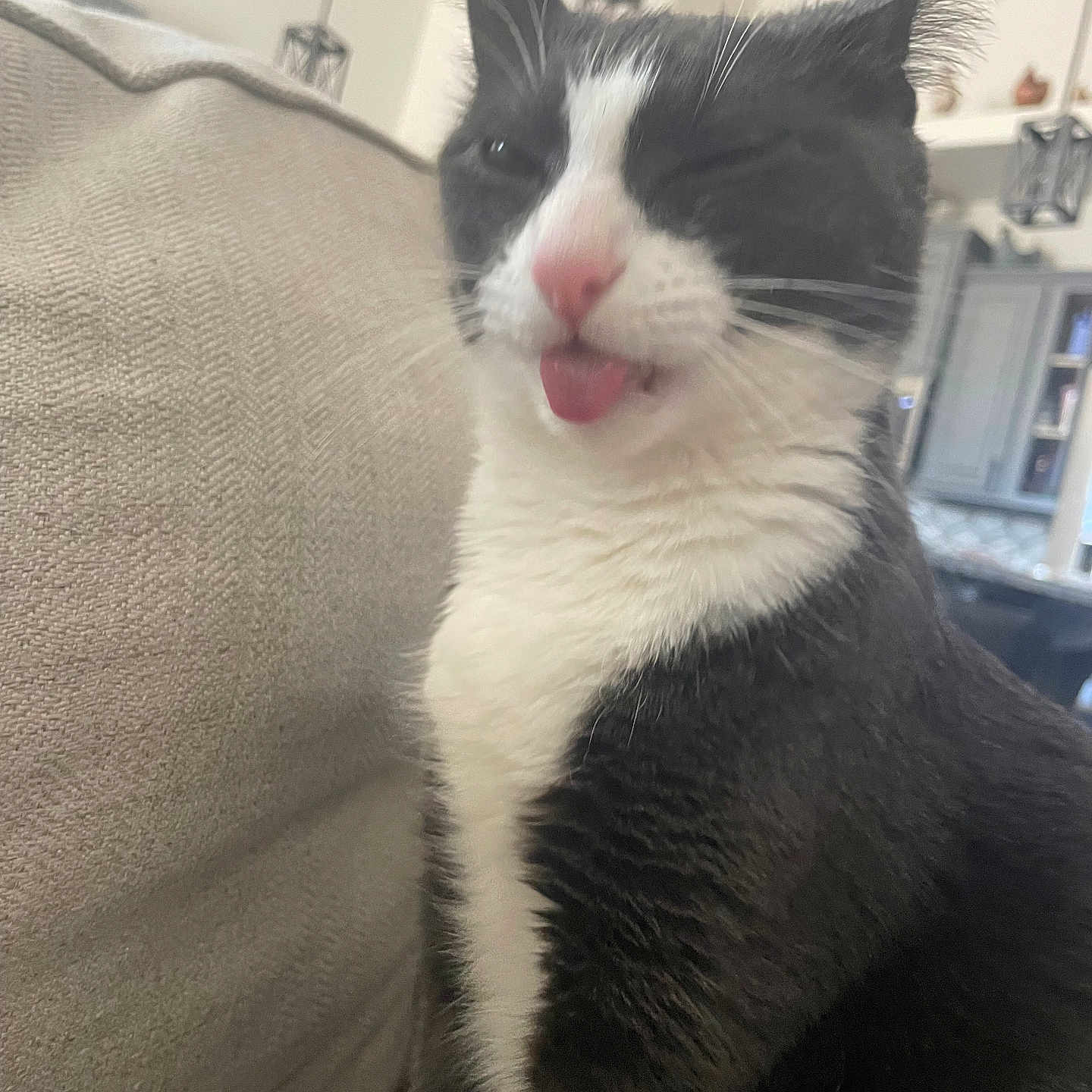 Destiny Tule is registered to the contest to win money with this photo: animal, cat, closeup, couch, cute, domestic_cat, fur, furniture, house, indoor, living_room, mammal, pet, playful, relaxed, sitting, tongue_out, tuxedo_cat, whiskers, winking
