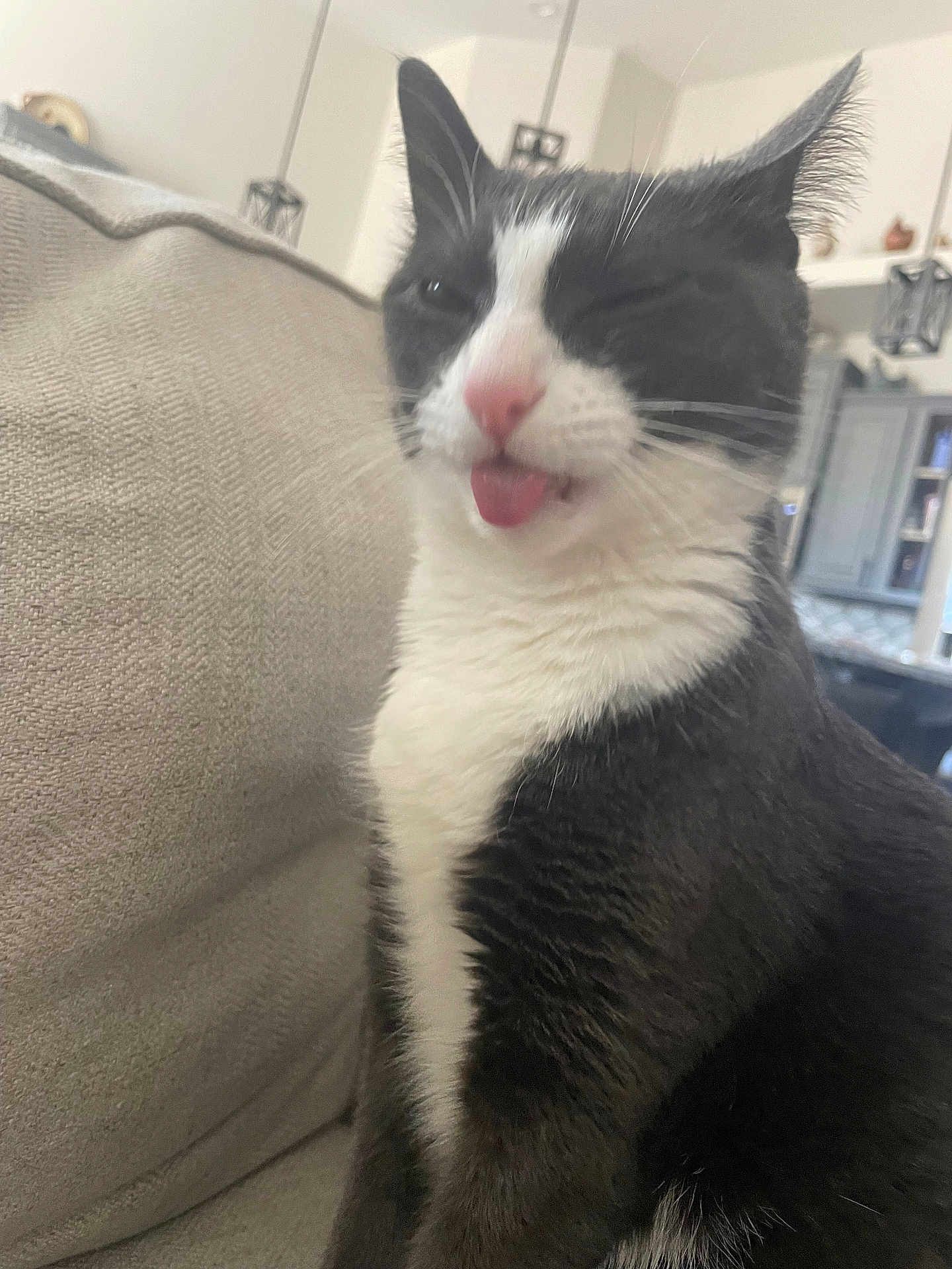 Destiny Tule is registered to the contest to win money with this photo: cat, tuxedo_cat, pet, indoor, couch, furniture, tongue_out, winking, whiskers, fur, cute, animal, domestic_cat, relaxed, house, living_room, closeup, playful, mammal, sitting