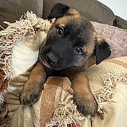 Lexi is registered to the contest to win money with this photo: puppy, dog, canine, pet, closeup, paws, face, eyes, black_muzzle, brown_fur, couch, sofa, pillow, blanket, fringe, human_hand, indoor, cozy, adorable, portrait