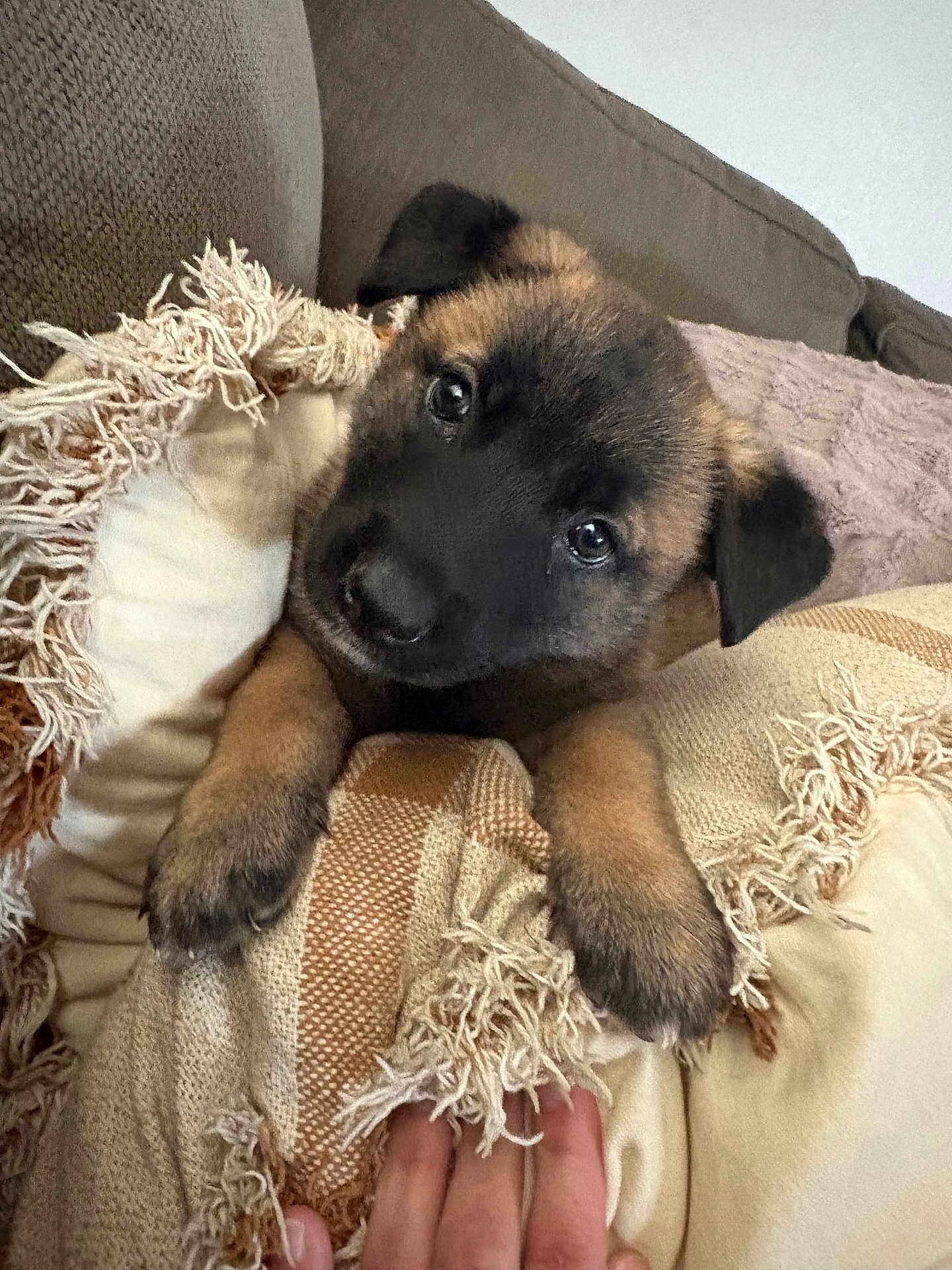 Lexi is registered to the contest to win money with this photo: puppy, dog, canine, pet, closeup, paws, face, eyes, black_muzzle, brown_fur, couch, sofa, pillow, blanket, fringe, human_hand, indoor, cozy, adorable, portrait