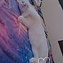 Yuki is registered to the contest to win money with this photo: cat, white_cat, sleeping, blanket, colorful, notebook, paper, bedroom, cozy, paws, relaxed, indoor, cute, pet, fur, resting, heart_overlay, soft, comfort, lying_down