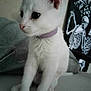Yuki is registered to the contest to win money with this photo: cat, kitten, white_cat, collar, pet, animal, indoor, feline, cute, sitting, closeup, soft_fur, paw, bed, blanket, art, decor, skeleton, black_and_white, curious