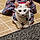Yuki