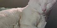 Yuki is registered to the contest to win money with this photo: cat, sleeping, white_cat, pet, indoor, fur, cute, relaxed, animal, closeup, resting, domestic_cat, cozy, feline, paw, whiskers, nose, ear, collar, soft