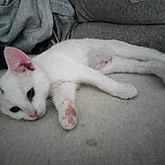 Yuki joined the competition — help win amazing prizes! cat, white_cat, lying_down, indoor, couch, furniture, pet, animal, pink_paws, pink_ears, relaxed, cozy, blanket, soft_texture, feline, domestic_animal, resting, close_up, cute, calm
