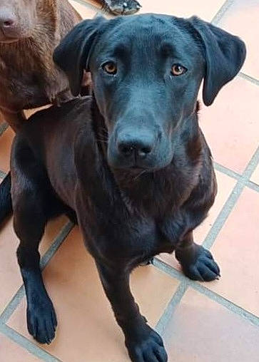 Tessy participe au concours pour gagner de l'argent avec cette photo : borador, canidae, carnivore, collar, companion_dog, dog, dog_breed, dog_collar, eye, fur, gun_dog, hunting_dog, liver, plant, retriever, snout, sporting_group, terrestrial_animal, whiskers, working_animal