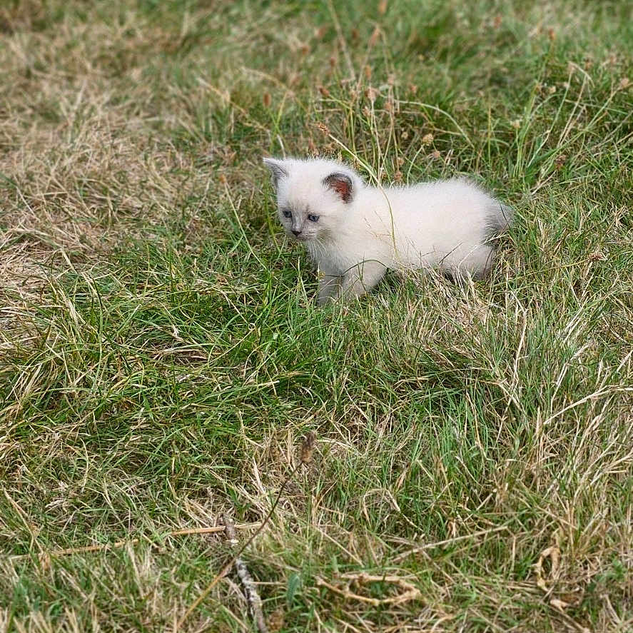 Oompa Loompa participe au concours pour gagner de l'argent avec cette photo : animal, arcticfox, canine, cat, dog, eskimodog, fox, grass, kitfox, kitten, lawn, nature, outdoors, pet, plant, puppy, skunk, soil, weasel, whitedog
