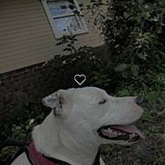 Baby Girl joined the competition — help win amazing prizes! dog, white_dog, outdoor, grass, greenery, house, window, brick_wall, siding, harness, pet, canine, animal, resting, tongue_out, daytime, nature, happy, mammal, companion