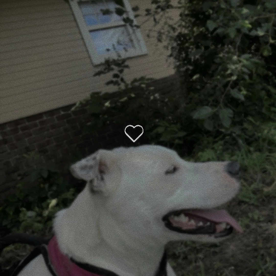 Baby Girl joined the competition — help win amazing prizes! animal, brick_wall, canine, companion, daytime, dog, grass, greenery, happy, harness, house, mammal, nature, outdoor, pet, resting, siding, tongue_out, white_dog, window