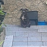Paco a rejoint le concours — aidez-le/la à gagner de superbes lots ! dog, stairs, stone_wall, black_dog, white_patch, outdoor, pet, sitting, container, plant, step, animal, grey_stairs, wall_texture, guard_dog, daylight, quiet, watching, resting, calm