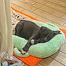 Paco participe au concours pour gagner de l'argent avec cette photo : animal, canine, cozy, cute, dog, domestic_pet, floor_tiles, gray_dog, green_cushion, home, indoor, nap, orange_mat, paw_print_blanket, pet_bed, relaxing, resting, sleeping, toys, wooden_floor
