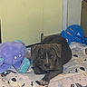 Paco participe au concours pour gagner de l'argent avec cette photo : puppy, dog, indoor, blanket, plush_toy, octopus_toy, fish_toy, pet_bed, brown_dog, curious, young_dog, resting, animal, cute, canine, toy, floor, cozy, home, pet