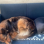 Rosy participe au concours pour gagner de l'argent avec cette photo : dog, sleeping, bench, outdoor, plant, pillow, cozy, brown_dog, black_dog, bandana, furniture, resting, pet, companion, relaxing, home, decor, cute, animal, nap