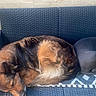 dog, sleeping, bench, outdoor, plant, pillow, cozy, brown_dog, black_dog, bandana, furniture, resting, pet, companion, relaxing, home, decor, cute, animal, nap