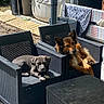 dog, puppy, chair, outdoor, sunlight, pet, relaxing, furniture, black, wicker, patio, animal, domestic_animal, resting, two_dogs, table, blanket, garden, household, daylight