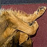 dog, paw, fur, resting, sleeping, mat, brown, cozy, curled_up, pet, canine, indoor, relaxed, closeup, animal, home, comfort, quiet, quiet_moment, soft