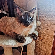 Link participe au concours pour gagner de l'argent avec cette photo : cat, siamese_cat, blue_eyes, whiskers, cat_tree, furniture, indoor, pet, animal, fur, relaxed, cozy, stone_wall, close_up, portrait, paw, long_whiskers, sitting, mammal, domestic_animal