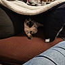 Link participe au concours pour gagner de l'argent avec cette photo : cat, siamese_cat, blanket, couch, indoor, cozy, furniture, pet, resting, fur, animal, home, leg, jeans, plant, decor, pillow, relaxing, shadow, soft