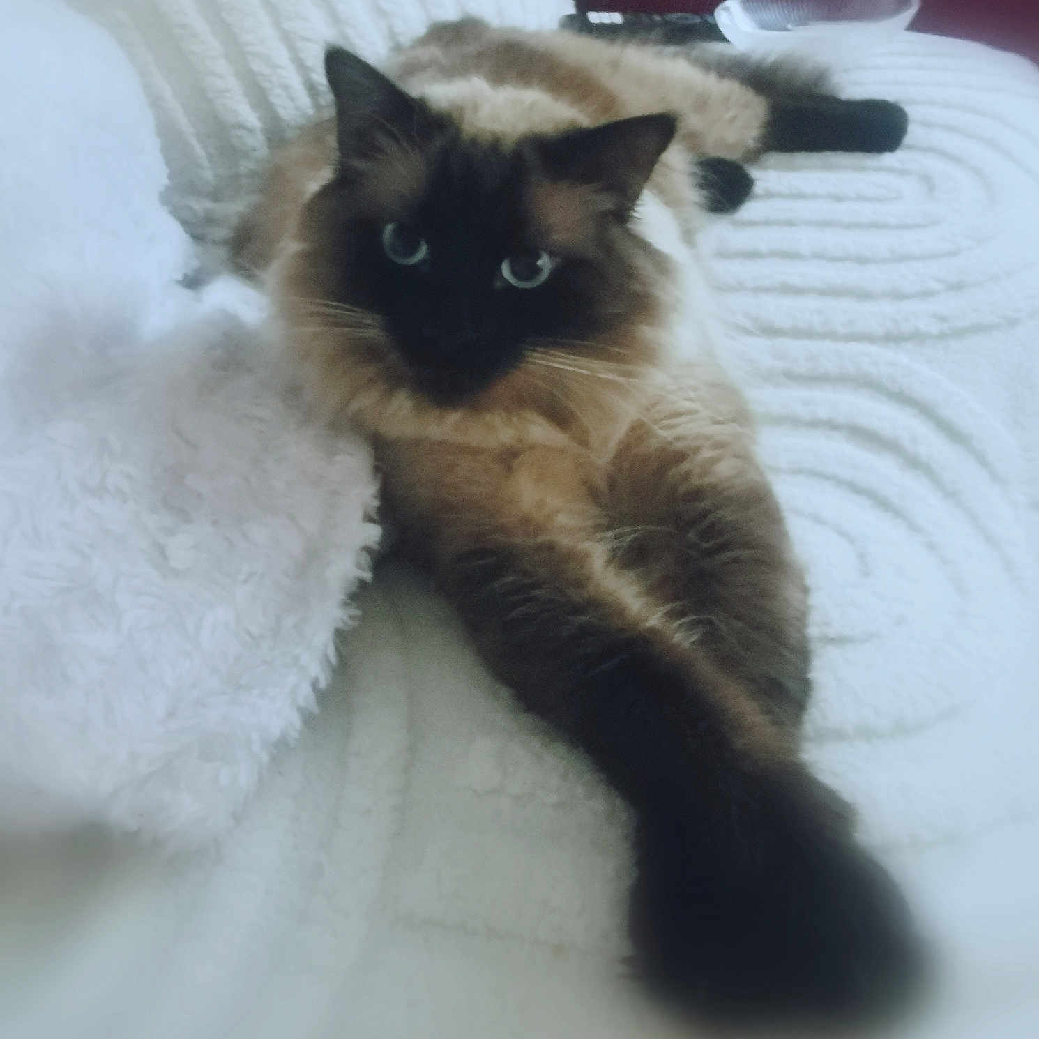 Link participe au concours pour gagner de l'argent avec cette photo : cat, fluffy, blue_eyes, paw, blanket, white, cozy, stretching, fur, pet, indoor, relaxed, cute, animal, mammal, feline, resting, soft_texture, home, comfort