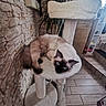 Link a rejoint le concours — aidez-le/la à gagner de superbes lots ! cat, siamese_cat, cat_tree, indoor, pet, furniture, stone_wall, plant, floor_tiles, cozy, blue_eyes, fluffy, relaxed, lounging, window, basket, shelf, stairs, home, domestic