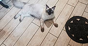 Link participe au concours pour gagner de l'argent avec cette photo : cat, blue_eyes, fluffy, floor, tile_floor, mop, household, pet, indoor, curious, looking_up, black_mat, domestic, animal, whiskers, paw, relaxed, home, cleaning_tool, fur