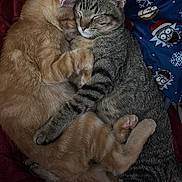 Copper is registered to the contest to win money with this photo: cat, kitten, snuggling, sleeping, cuddle, fur, tabby, orange_tabby, striped, blanket, cozy, cute, pets, animal, resting, indoors, soft, comfort, warm, relaxed