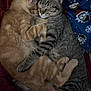 cat, kitten, snuggling, sleeping, cuddle, fur, tabby, orange_tabby, striped, blanket, cozy, cute, pets, animal, resting, indoors, soft, comfort, warm, relaxed