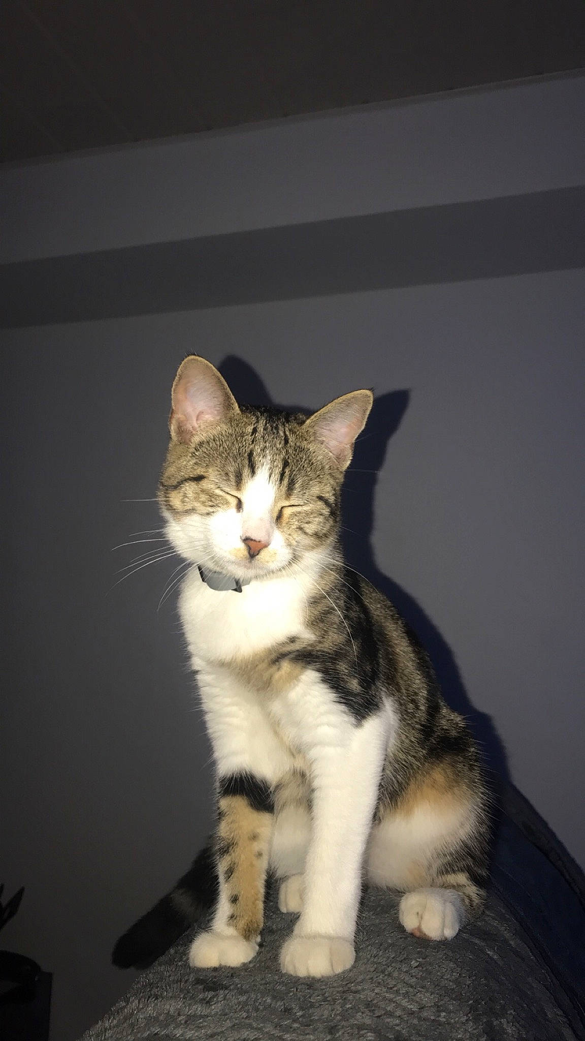 Royce a rejoint le concours — aidez-le/la à gagner de superbes lots ! aegean_cat, american_shorthair, american_wirehair, asian, carnivore, cat, domestic_short_haired_cat, european_shorthair, felidae, fur, kitten, mammal, polydactyl_cat, small_to_medium_sized_cats, sokoke, tabby_cat, tail, whiskers