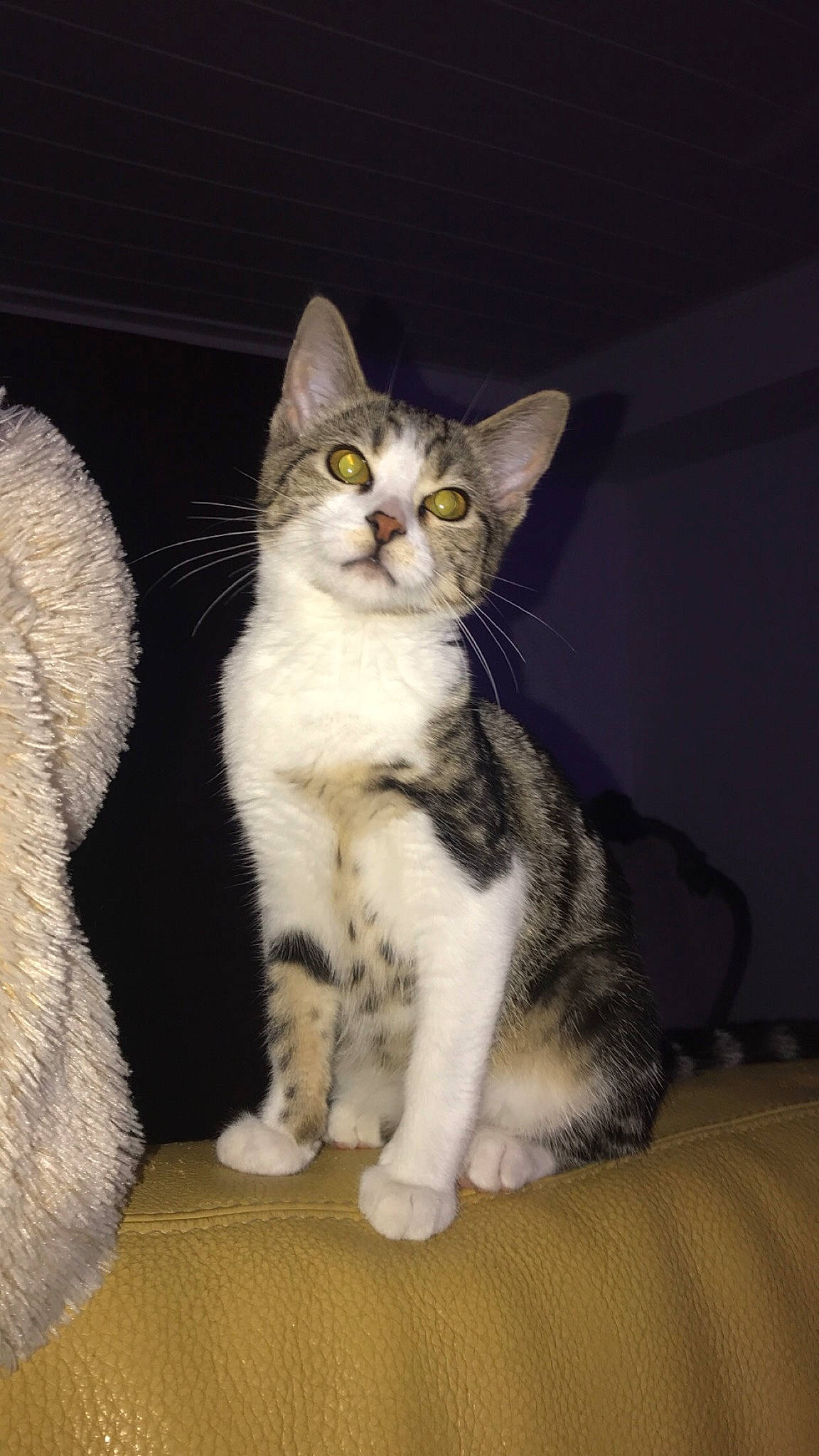 Royce participe au concours pour gagner de l'argent avec cette photo : aegean_cat, american_shorthair, american_wirehair, asian, australian_mist, carnivore, cat, domestic_short_haired_cat, european_shorthair, felidae, german_rex, kitten, mammal, polydactyl_cat, small_to_medium_sized_cats, tabby_cat, tail, vertebrate, whiskers