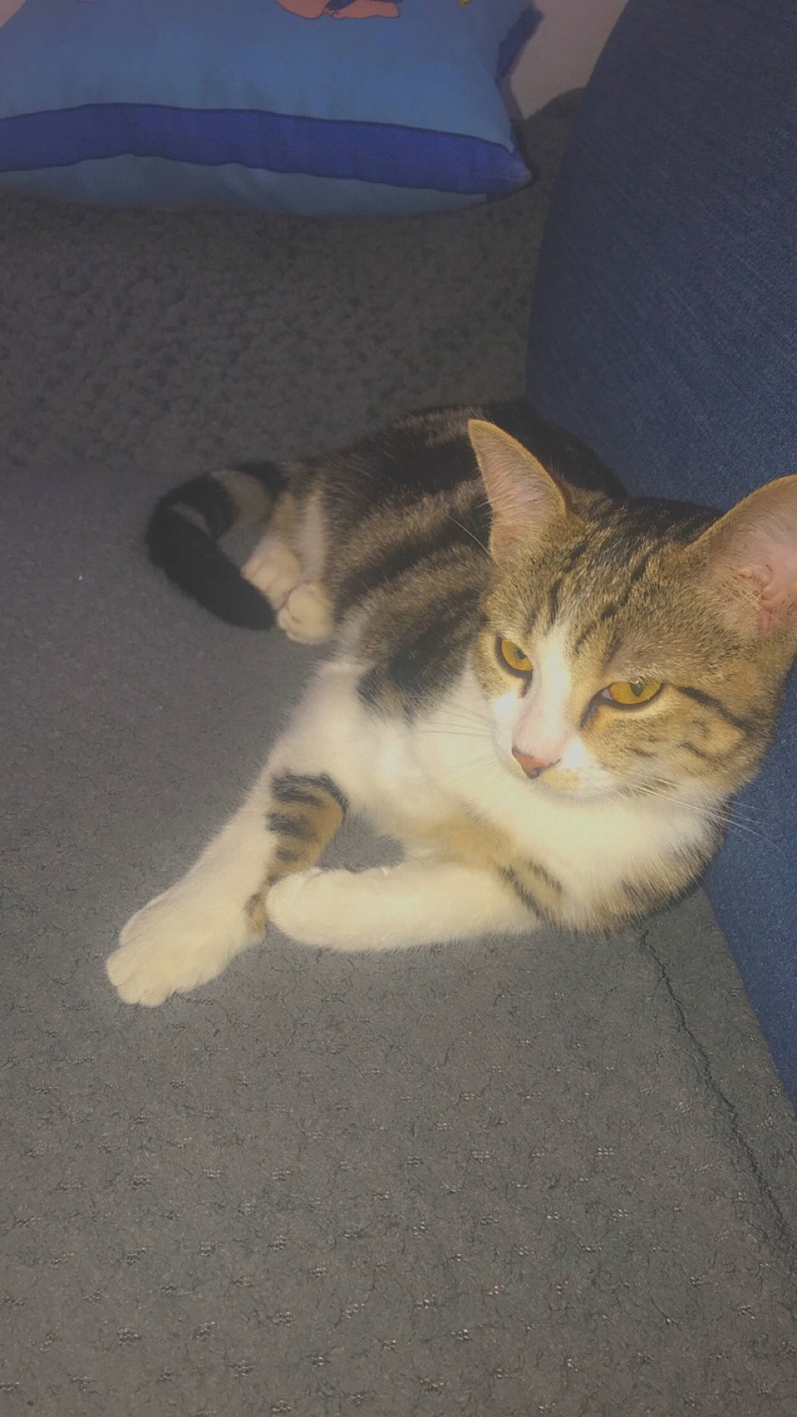 Royce a rejoint le concours — aidez-le/la à gagner de superbes lots ! aegean_cat, american_wirehair, carnivore, cat, domestic_short_haired_cat, european_shorthair, fawn, felidae, kitten, mammal, polydactyl_cat, small_to_medium_sized_cats, tabby_cat, tail, whiskers