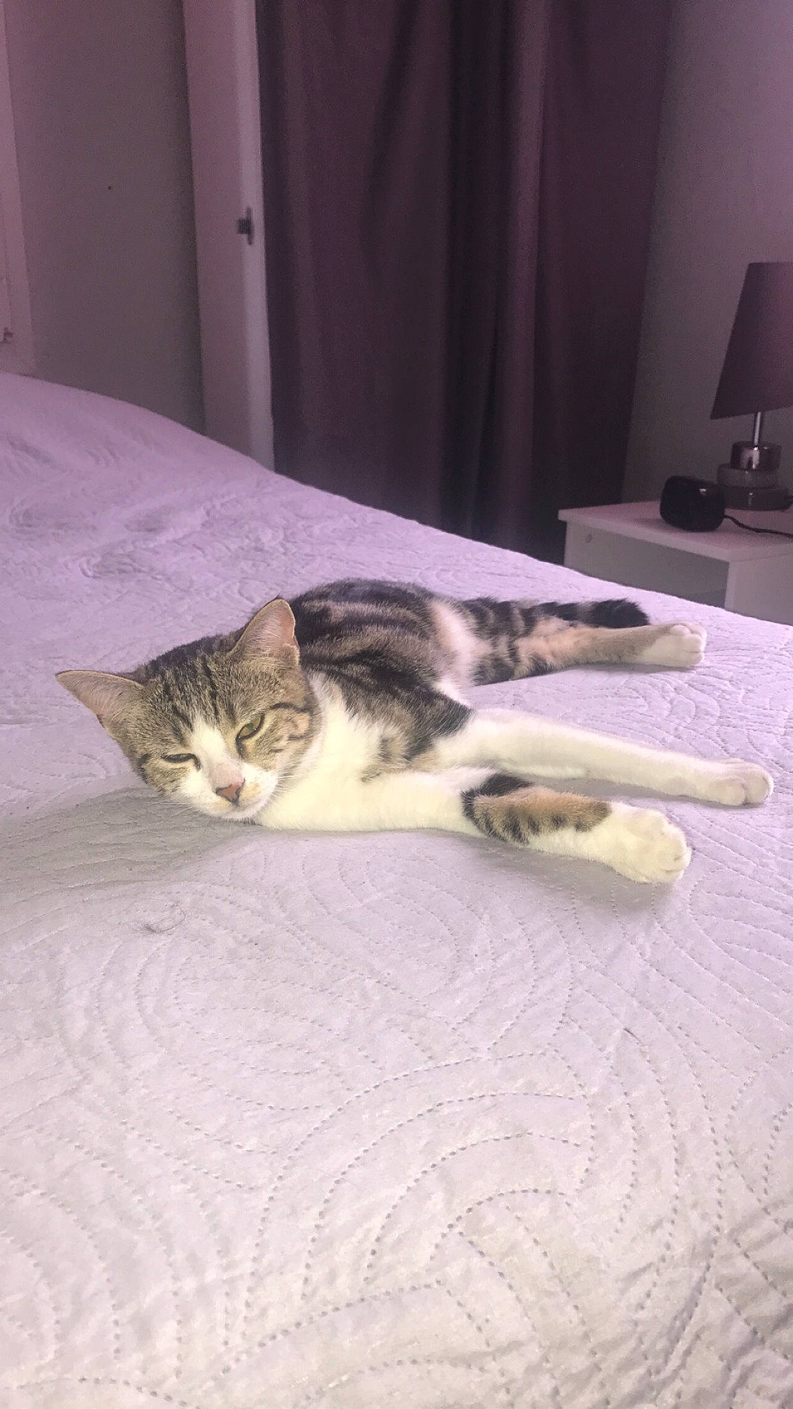 Royce participe au concours pour gagner de l'argent avec cette photo : aegean_cat, american_shorthair, american_wirehair, carnivore, cat, domestic_short_haired_cat, european_shorthair, felidae, kitten, polydactyl_cat, small_to_medium_sized_cats, tabby_cat, tail, whiskers