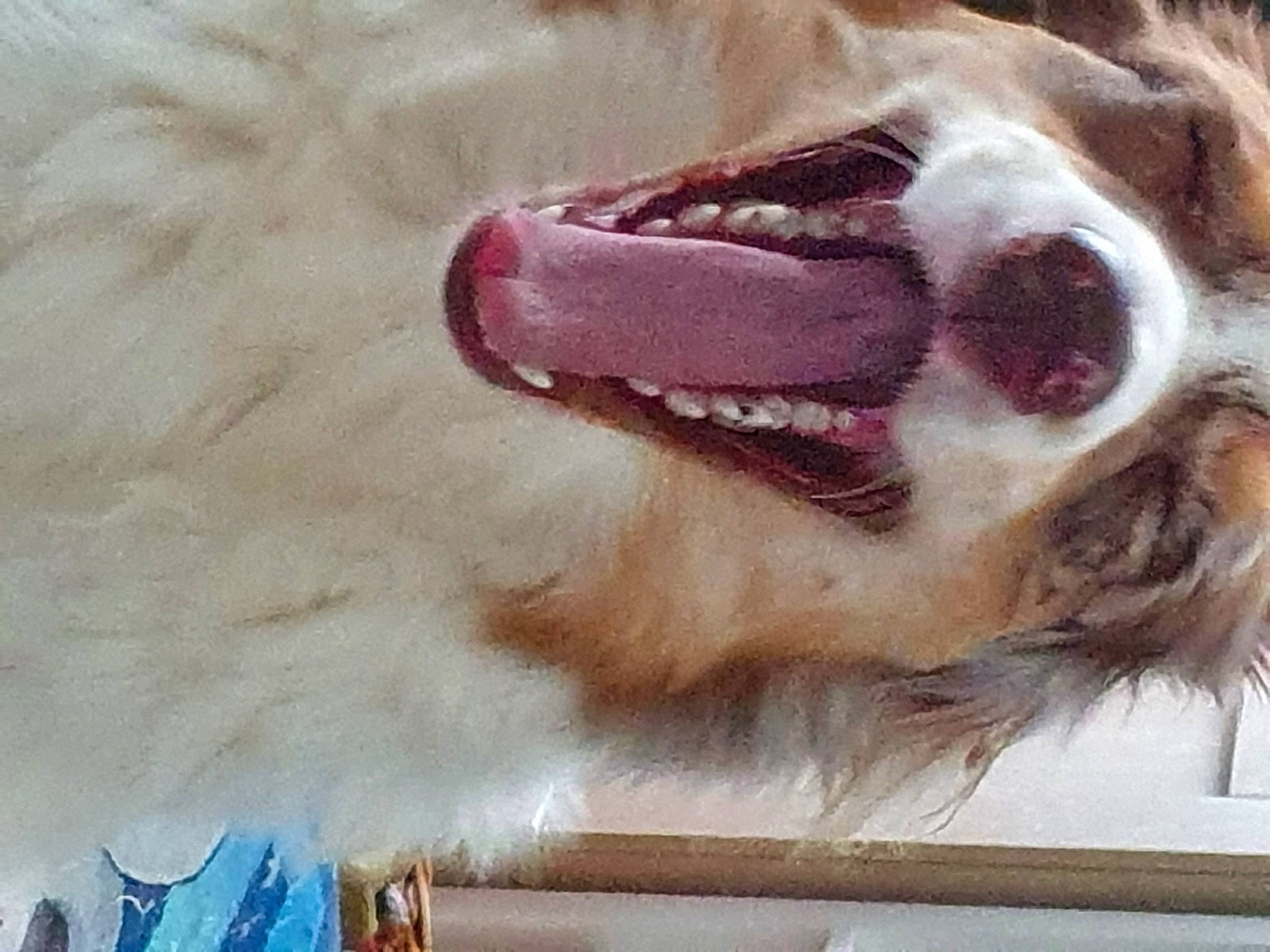 Lexie a rejoint le concours — aidez-le/la à gagner de superbes lots ! canidae, carnivore, companion_dog, dog, dog_breed, fang, fawn, felidae, fur, jaw, liver, paw, service, small_to_medium_sized_cats, snout, sporting_group, whiskers, window, working_animal, yawn