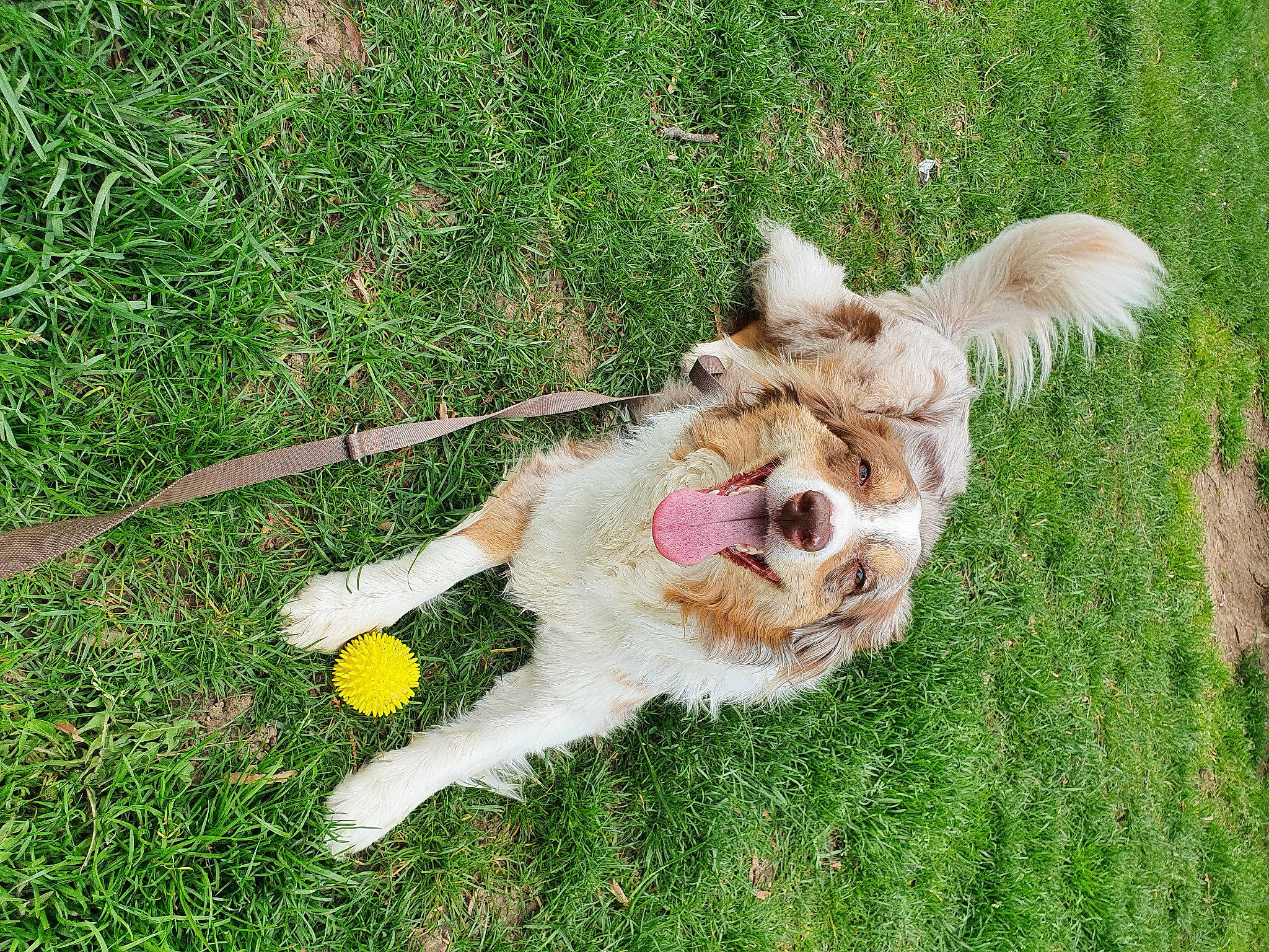 Lexie a rejoint le concours — aidez-le/la à gagner de superbes lots ! canidae, carnivore, collar, companion_dog, dog, dog_breed, dog_collar, fawn, felidae, fur, grass, lawn, leash, paw, plant, small_to_medium_sized_cats, sporting_group, tail, toy_dog, whiskers