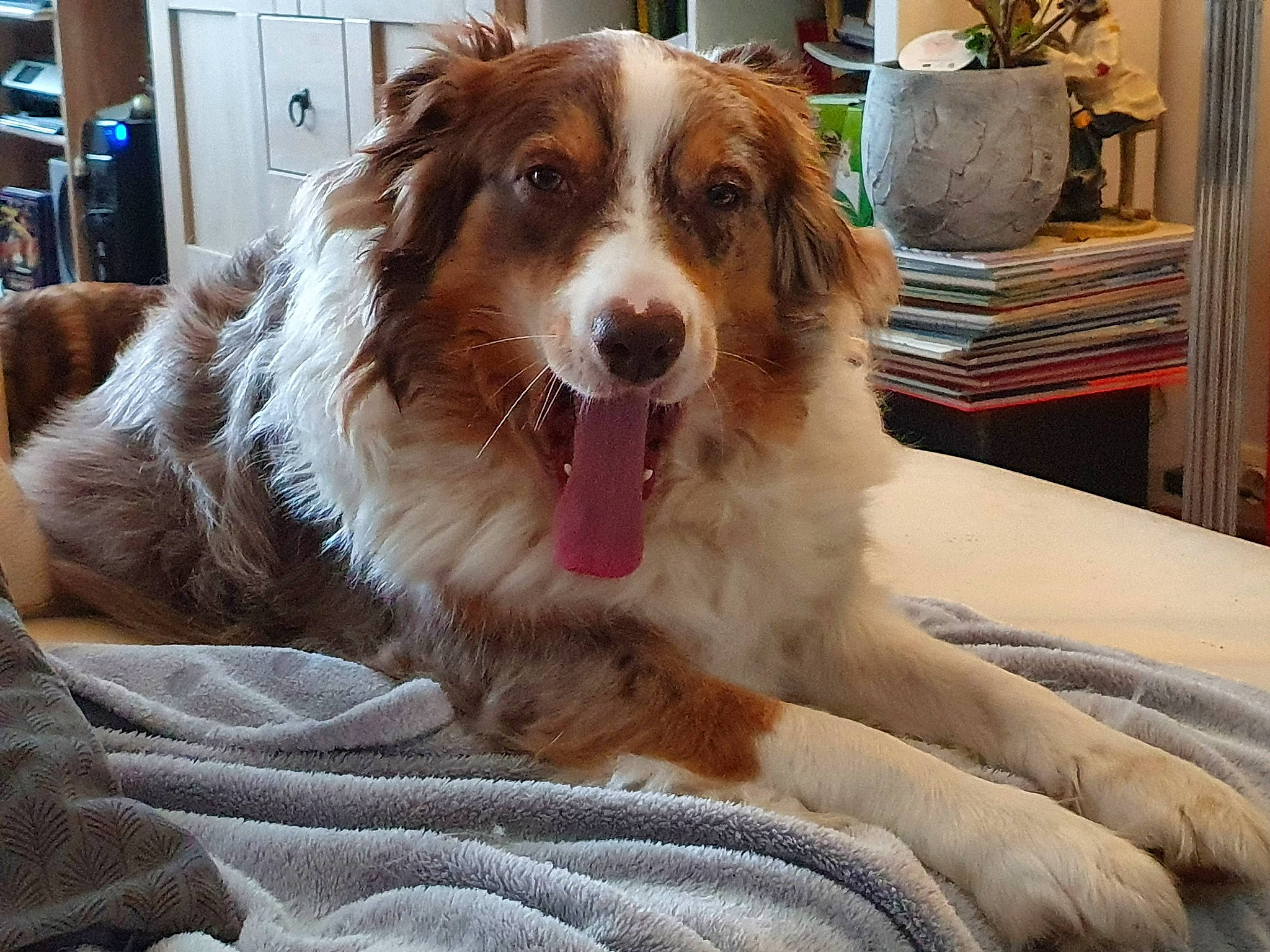 Lexie participe au concours pour gagner de l'argent avec cette photo : canidae, carnivore, chair, companion_dog, dog, dog_breed, door, fang, flowerpot, fur, herding_dog, houseplant, liver, plant, shelf, snout, sporting_group, terrestrial_animal, whiskers, working_dog