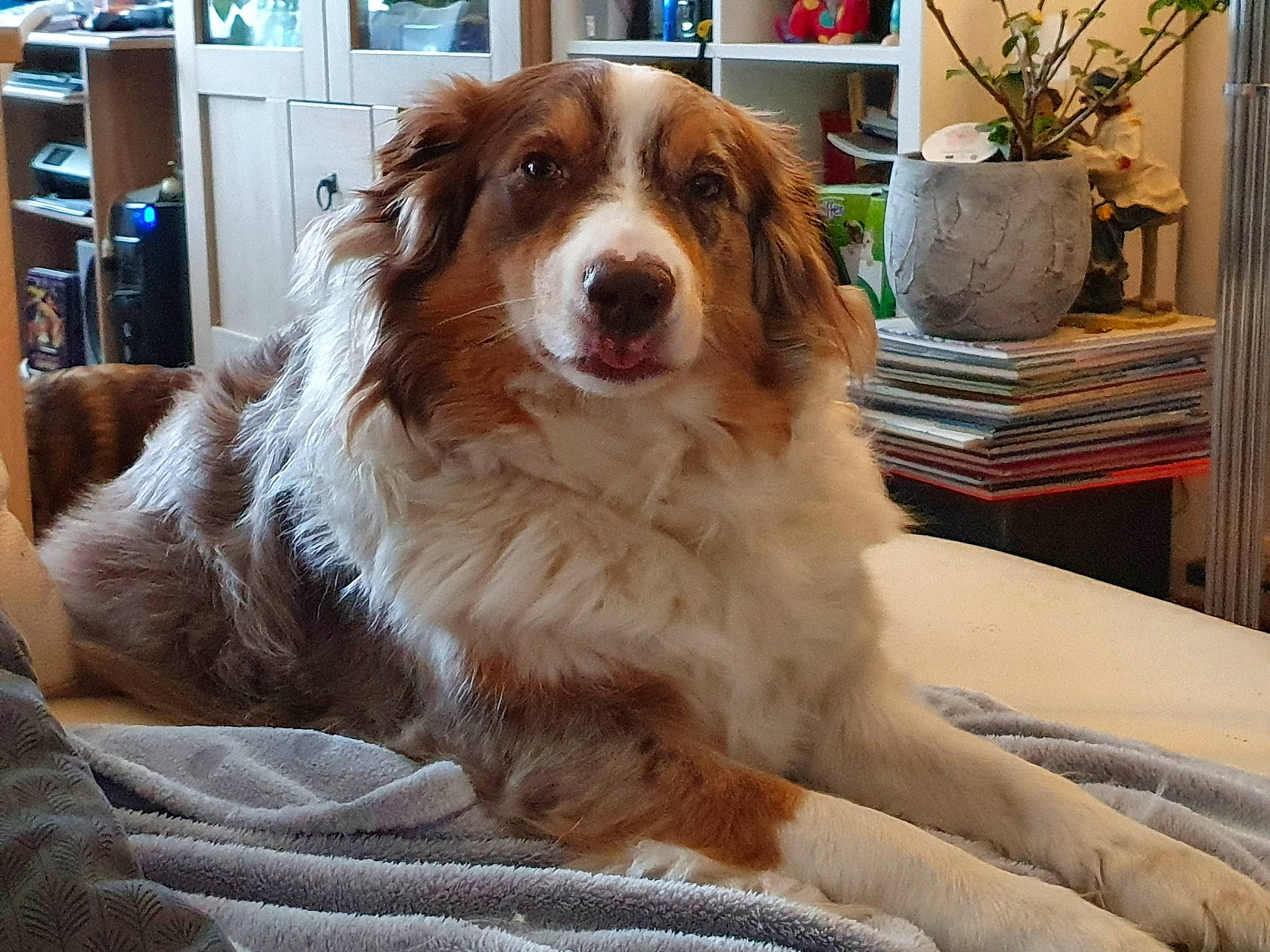 Lexie participe au concours pour gagner de l'argent avec cette photo : bookcase, cabinetry, canidae, carnivore, companion_dog, dog, dog_breed, door, fawn, flowerpot, fur, gun_dog, houseplant, liver, plant, shelf, shelving, snout, sporting_group, whiskers